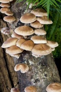 Hornfaced Bees Better Pollinators than Honeybees, Grow Exotic Mushrooms at Home, and More Gardening News Image